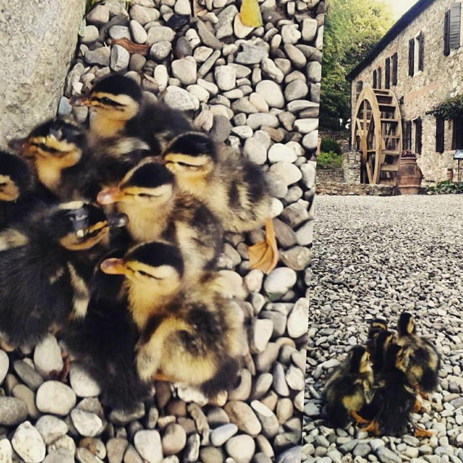 Agriturismo Il Mulino Delle Pile Chiusdino Exterior foto